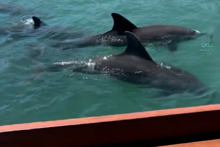 Dolphins everywhere!